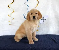 Heather, a female Golden Retriever for sale in Chatham, VA – 6 of 10