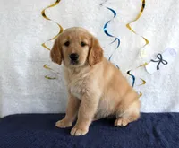 Heather, a female Golden Retriever for sale in Chatham, VA – 7 of 10