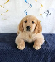 Heather, a female Golden Retriever for sale in Chatham, VA – 5 of 10