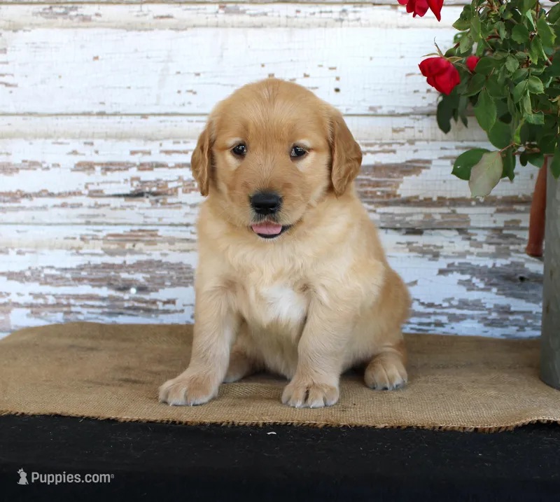 Heather – Golden Retriever puppy for sale in Chatham, VA