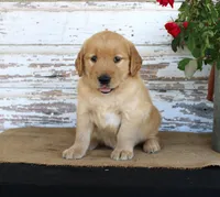 Heather, a female Golden Retriever for sale in Chatham, VA – Photo 1 of 3
