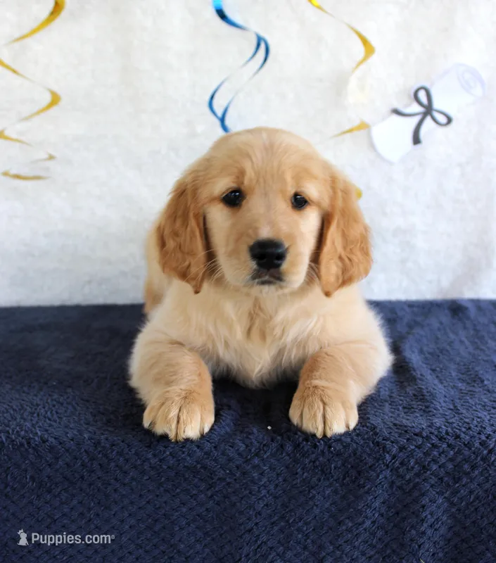 Heather – Golden Retriever puppy for sale in Chatham, VA