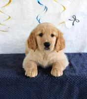 Heather, a female Golden Retriever for sale in Chatham, VA – 4 of 10