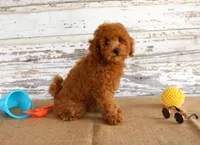 Ryder, a male Poodle - Toy  for sale in Chatham, VA – 6 of 9
