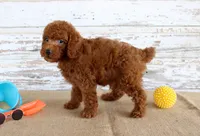 Flame, a male Poodle - Miniature  for sale in Chatham, VA – 4 of 4