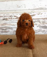 Fire, a male Poodle - Miniature  for sale in Chatham, VA – 4 of 5