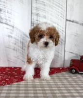 Bitsie, a female Poodle - Toy  for sale in Chatham, VA – 3 of 6