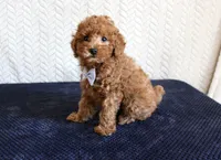 Ryder, a male Poodle - Toy  for sale in Chatham, VA – 8 of 9