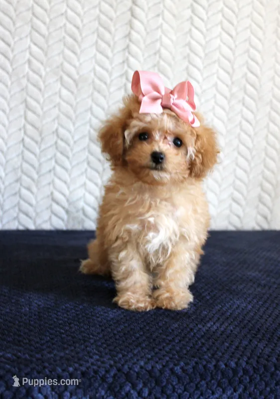 Tammi – Poodle - Toy  puppy for sale in Chatham, VA