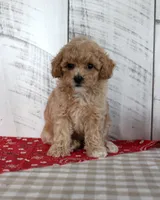 Joy, a female Poodle - Toy  for sale in Chatham, VA – 3 of 5