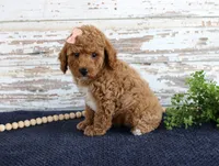Bonnie, a female Poodle - Miniature  for sale in Chatham, VA – 2 of 3