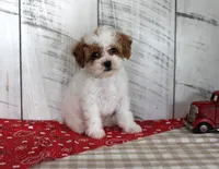 Benny, a male Poodle - Toy  for sale in Chatham, VA – 2 of 4