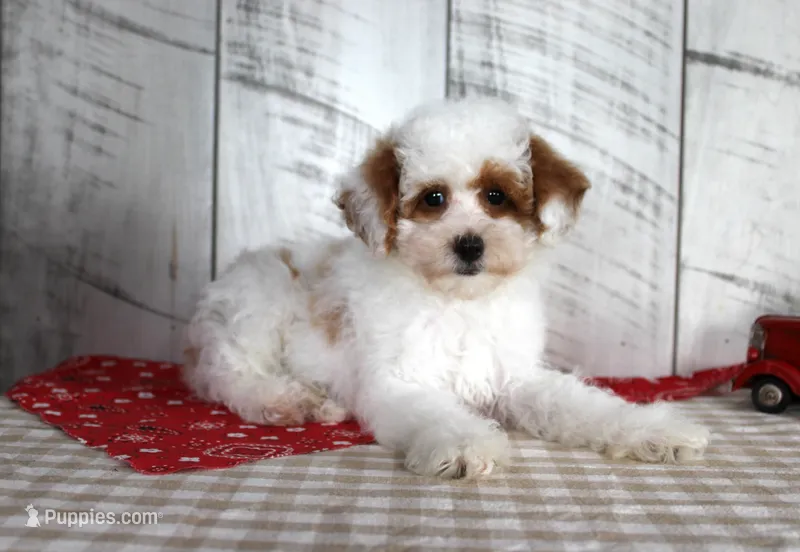 Nacho – Poodle - Miniature  puppy for sale in Chatham, VA