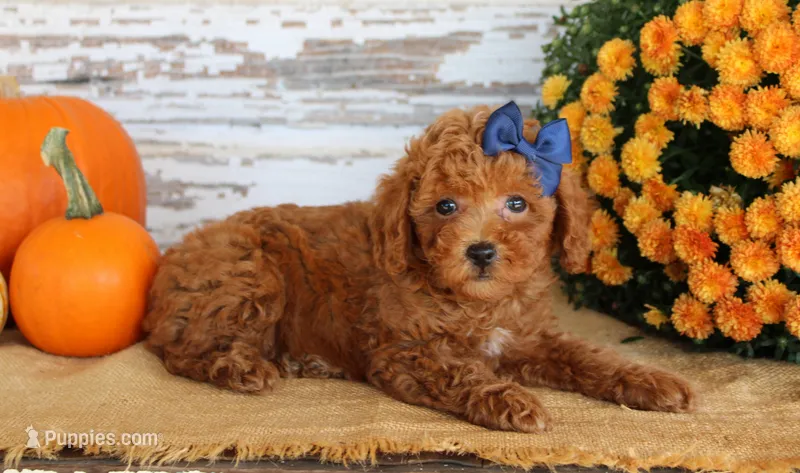 Custard – Poodle - Toy  puppy for sale in Chatham, VA