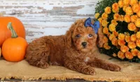 Custard, a female Poodle - Toy  for sale in Chatham, VA – 1 of 3
