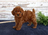 Rusty, a male Poodle - Toy  for sale in Chatham, VA – 2 of 4