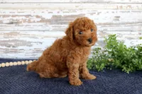 Ryder, a male Poodle - Toy  for sale in Chatham, VA – 2 of 3