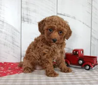 Wendy, a female Poodle - Miniature  for sale in Chatham, VA – 2 of 5
