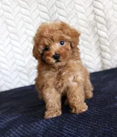 Skipper, a male Poodle - Toy  for sale in Chatham, VA – 1 of 3