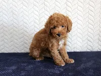 Sailor, a male Poodle - Toy  for sale in Chatham, VA – 3 of 3