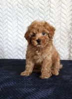 Skipper, a male Poodle - Toy  for sale in Chatham, VA – 2 of 3