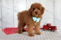 Ryder, a male Poodle - Toy  for sale in Chatham, VA – 3 of 9