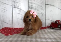 Bailey, a female Poodle - Toy  for sale in Chatham, VA – 2 of 5
