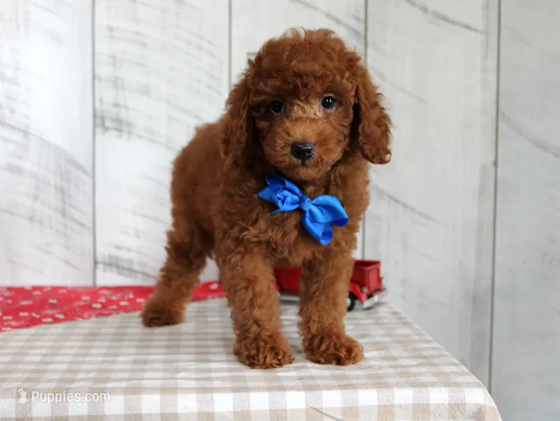 Flame – Poodle - Miniature  puppy for sale in Chatham, VA