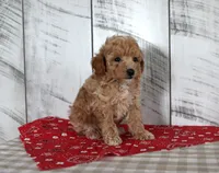 Jax, a male Poodle - Toy  for sale in Chatham, VA – 3 of 4