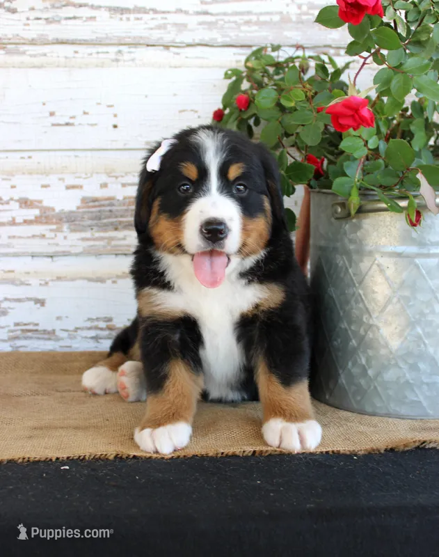 Madison – Bernese Mountain Dog puppy for sale in Chatham, VA