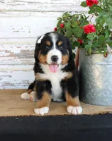 Madison, a female Bernese Mountain Dog for sale in Chatham, VA – 4 of 10