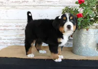 Madison, a female Bernese Mountain Dog for sale in Chatham, VA – 7 of 10