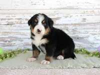 Madison, a female Bernese Mountain Dog for sale in Chatham, VA – Photo 3 of 3