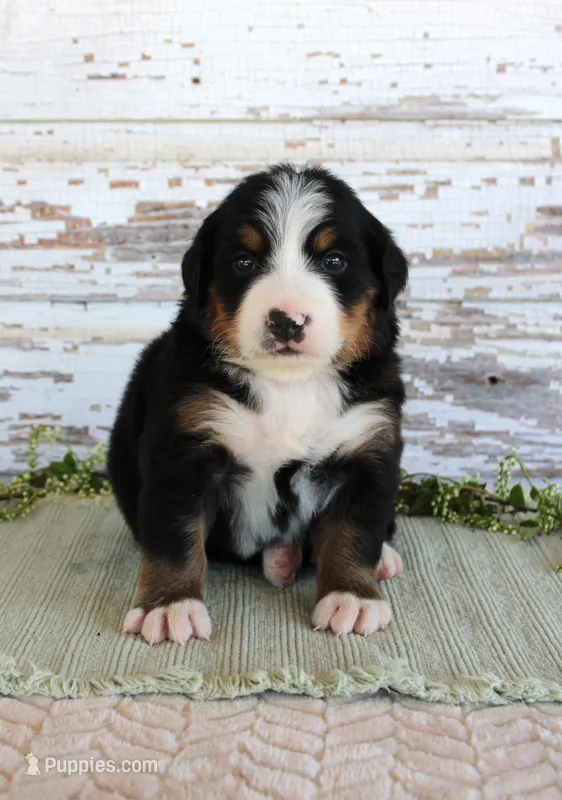 Madison – Bernese Mountain Dog puppy for sale in Chatham, VA