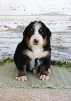 Madison, a female Bernese Mountain Dog for sale in Chatham, VA – Photo 1 of 3