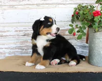 Madison, a female Bernese Mountain Dog for sale in Chatham, VA – 5 of 10