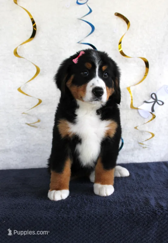 Madison – Bernese Mountain Dog puppy for sale in Chatham, VA