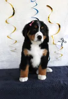 Madison, a female Bernese Mountain Dog for sale in Chatham, VA – 1 of 10