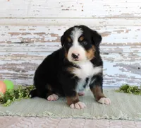 Madison, a female Bernese Mountain Dog for sale in Chatham, VA – Photo 2 of 3