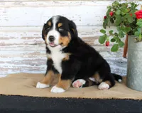 Madison, a female Bernese Mountain Dog for sale in Chatham, VA – 6 of 10