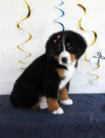 Madison, a female Bernese Mountain Dog for sale in Chatham, VA – 2 of 10