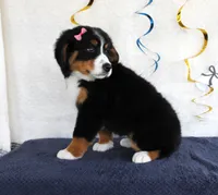 Madison, a female Bernese Mountain Dog for sale in Chatham, VA – 3 of 10