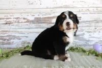 Mercy, a female Bernese Mountain Dog for sale in Chatham, VA – Photo 3 of 3
