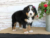 Mercy, a female Bernese Mountain Dog for sale in Chatham, VA – 6 of 9
