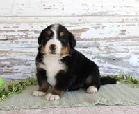 Mercy, a female Bernese Mountain Dog for sale in Chatham, VA – Photo 2 of 3