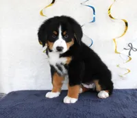 Mercy, a female Bernese Mountain Dog for sale in Chatham, VA – 3 of 9