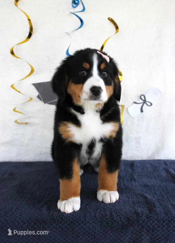 Mercy – Bernese Mountain Dog puppy for sale in Chatham, VA