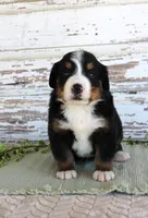 Mercy, a female Bernese Mountain Dog for sale in Chatham, VA – Photo 1 of 3