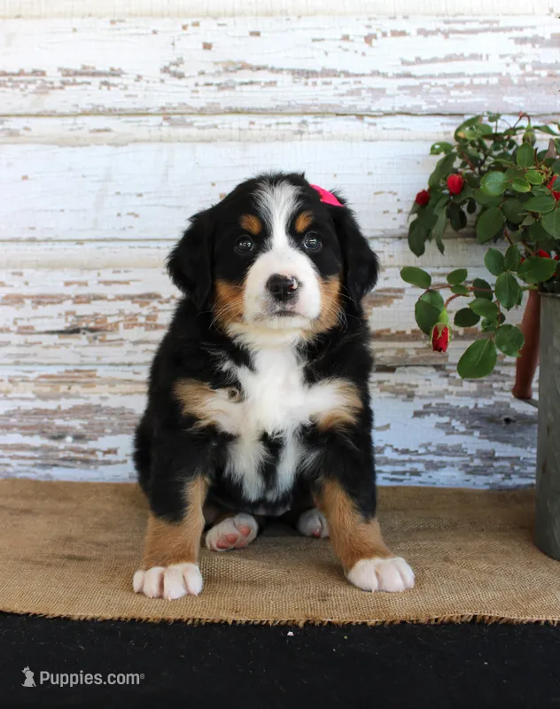 Mercy – Bernese Mountain Dog puppy for sale in Chatham, VA