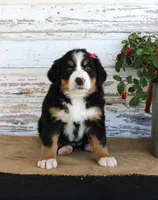 Mercy, a female Bernese Mountain Dog for sale in Chatham, VA – 4 of 9